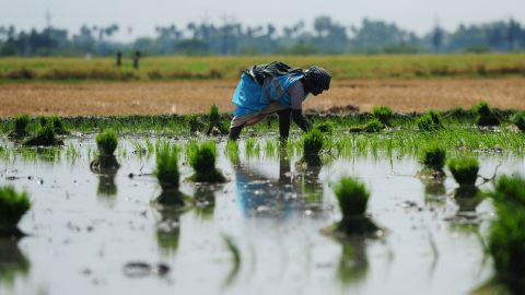 Rice plants absorb high levels of arsenic from the water and soil.