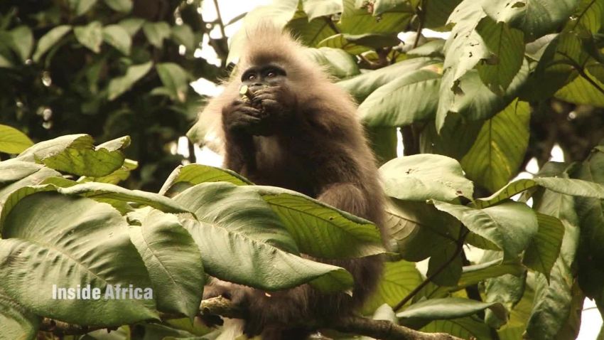 kipunji monkey of tanzania spc b_00023118.jpg