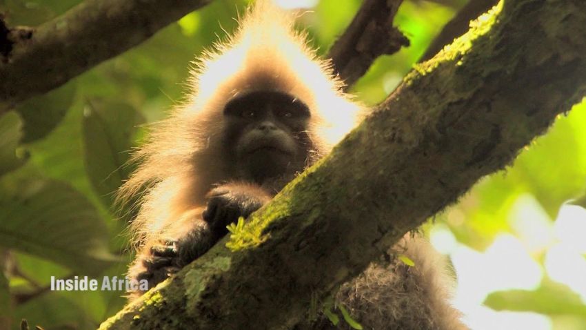 kipunji monkey of tanzania spc b_00053417.jpg