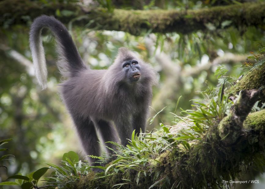 First spotted in 2003 in Tanzania, the Kipunji monkey -- one of Africa's rarest primates -- was once believed to be a myth. Tim Davenport of The Wildlife Conservation Society in Tanzania was the scientist behind the find. 