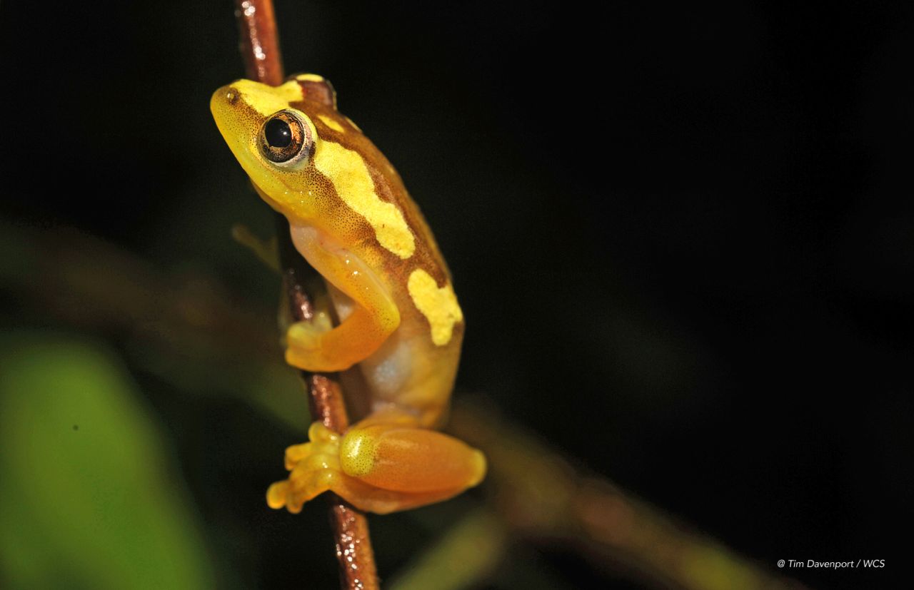 Davenport discovered this frog in the Southern Highlands of Tanzania.