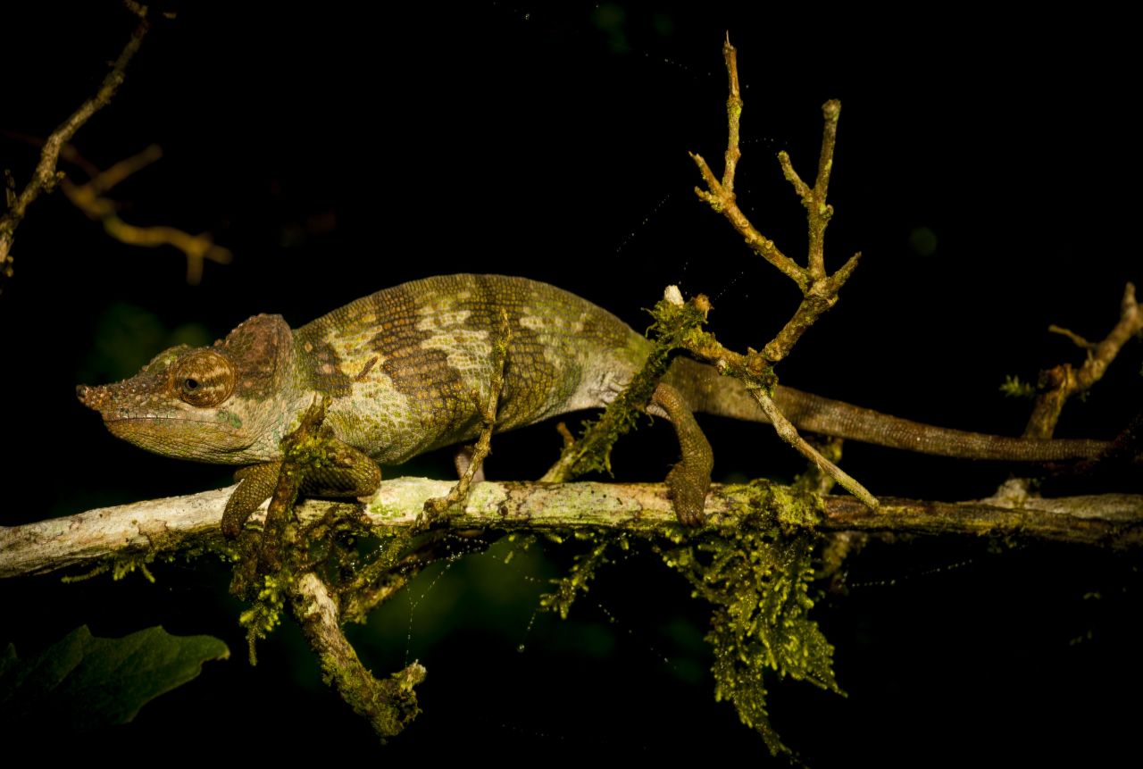 Msuya's Chameleon, Davenport and colleagues uncovered this species this year