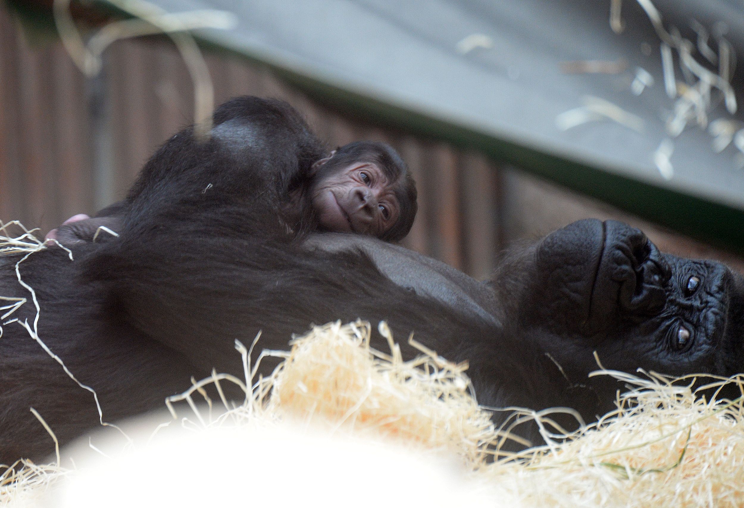 Gorillas Giving Birth