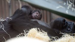TOPSHOT - Shinda, a western lowland gorilla, holds her new born as they rest at the Zoo in Prague,on April 24, 2016.  
Shinda's  baby was born on 23rd April.  / AFP / Michal Cizek        (Photo credit should read MICHAL CIZEK/AFP/Getty Images)