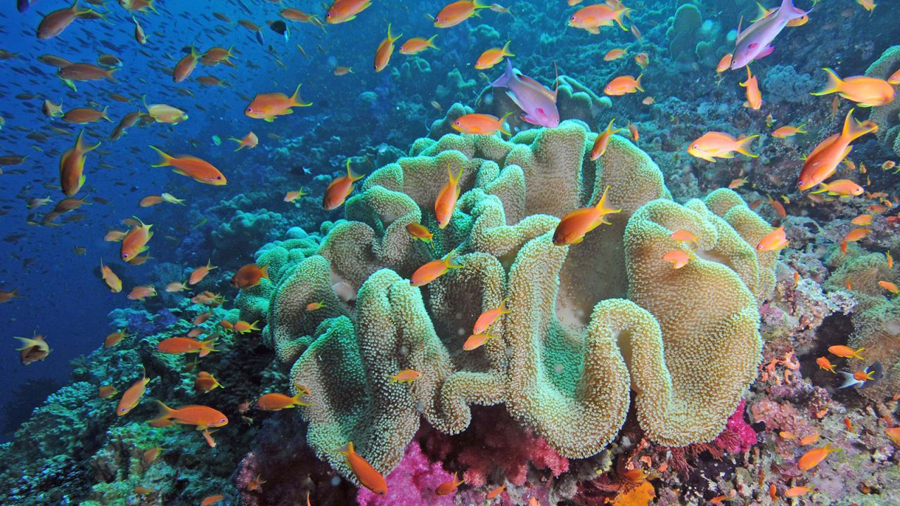 Fiji has long been celebrated as a dive kingdom.