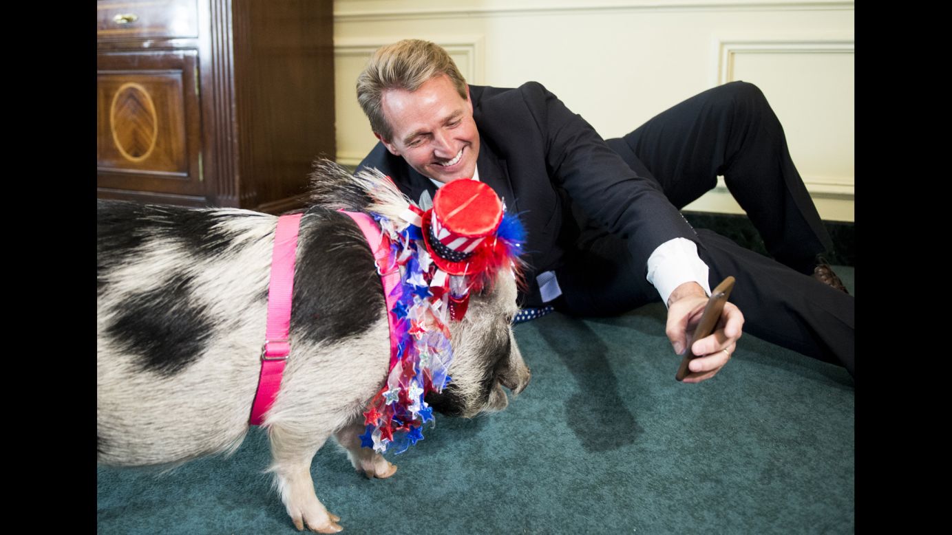 U.S. Sen. Jeff Flake tries to take a selfie with a pig before a news conference about "pork-barrel" spending on Wednesday, April 13.