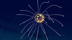 NOAA-Jellyfish-2.