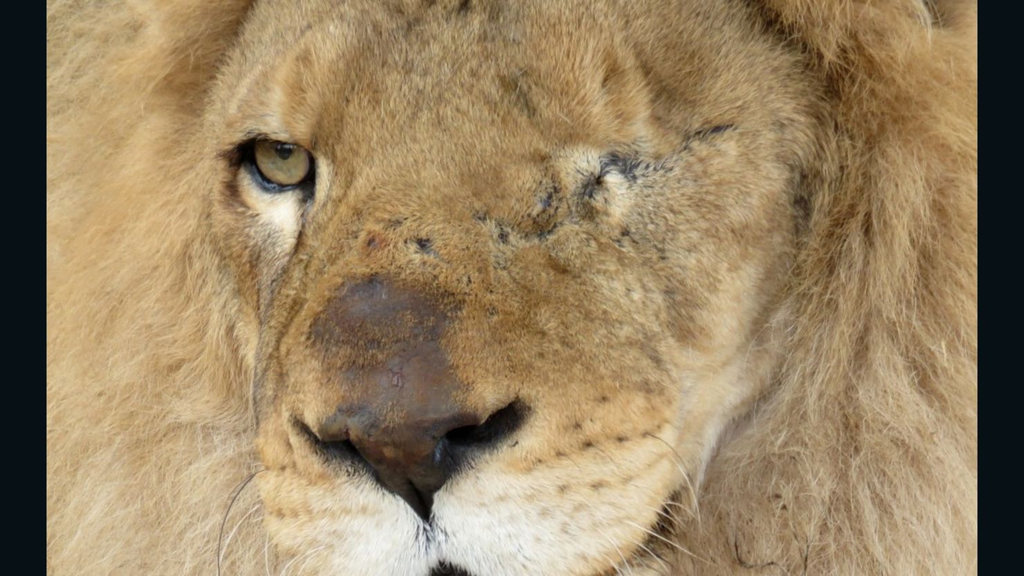 Ricardo is one of the 24 lions being rescued from a circus in Peru.