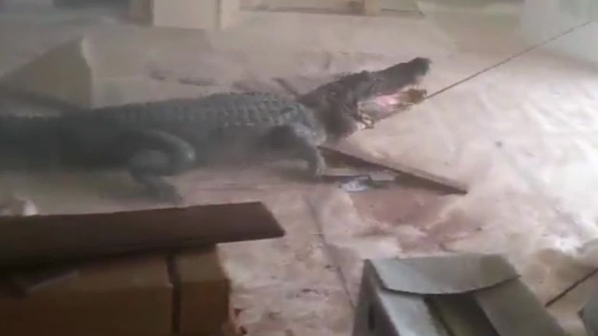 Alligator In Living Room Harvey Flood