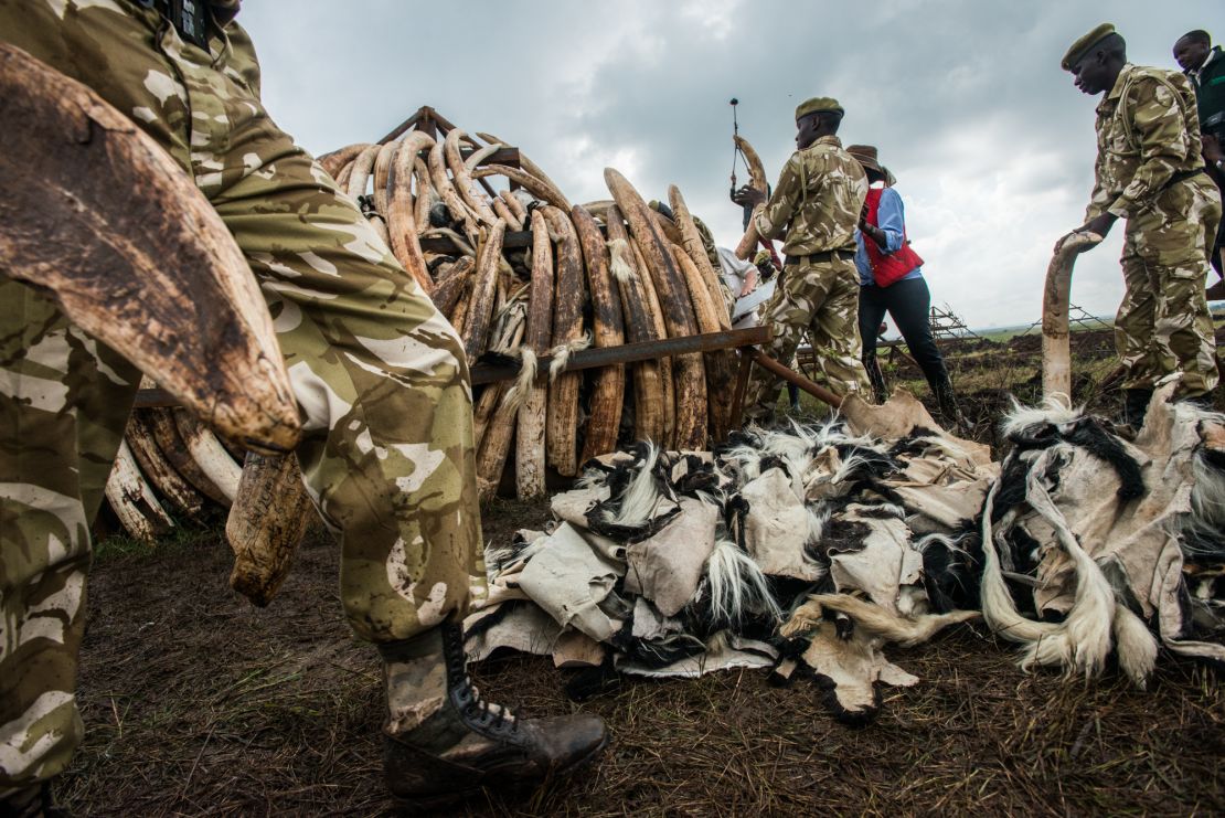 Confiscated colobus monkey Skins are added to the pyres.