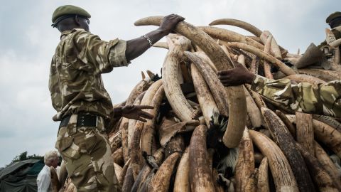 A KWS ranger stacks one of the ivory pyres.