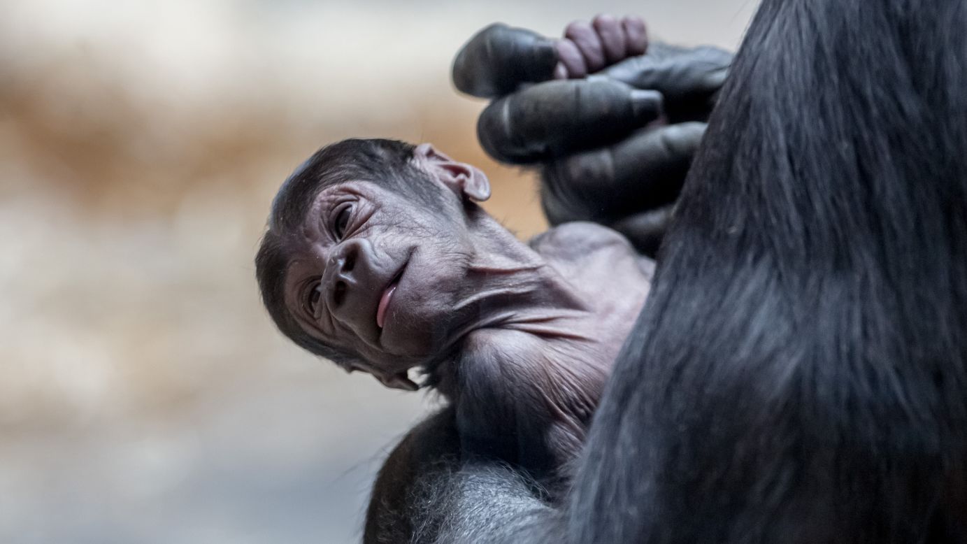 A gorilla holds her 5-day-old baby Wednesday, April 27, at the Prague Zoo in Prague, Czech Republic.