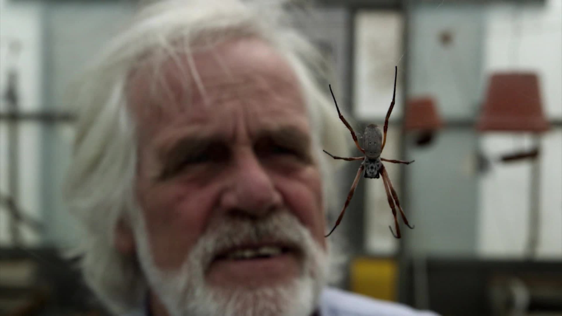World's spiders devour 400-800m metric tons of insects yearly – experts, Insects