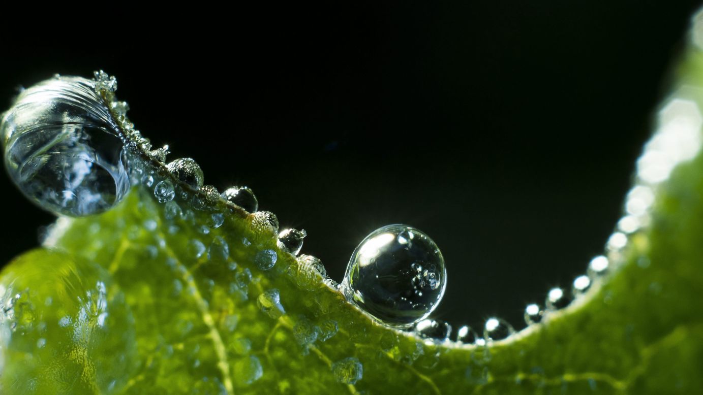 Dewdrops are seen on a leaf in Mihalygerge, Hungary, on Tuesday, April 26.