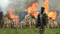 A ranger stands guard at the burning of elephant tusks, ivory figurines and rhino horns at the Nairobi National Park on Saturday.