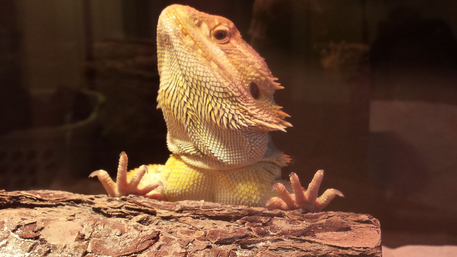 A new study finds that bearded dragons go through various stages of sleep, similar to humans.