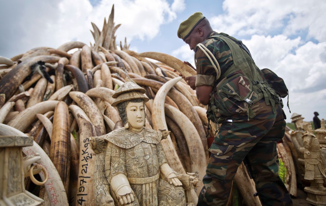 A ranger from the Kenya Wildlife Service (KWS) adjusts the positioning of tusks. The pyre is one of around a dozen that was burned in Nairobi National Park, Kenya on Saturday, April 30, 2016 in a dramatic statement against illegal poaching. 