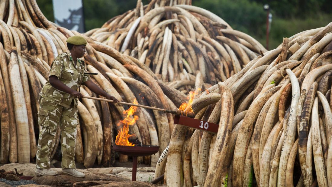 The mass burning involved 105 tons of elephant ivory and more than 1 ton of rhino horn, believed to be the largest stockpile ever destroyed. 
