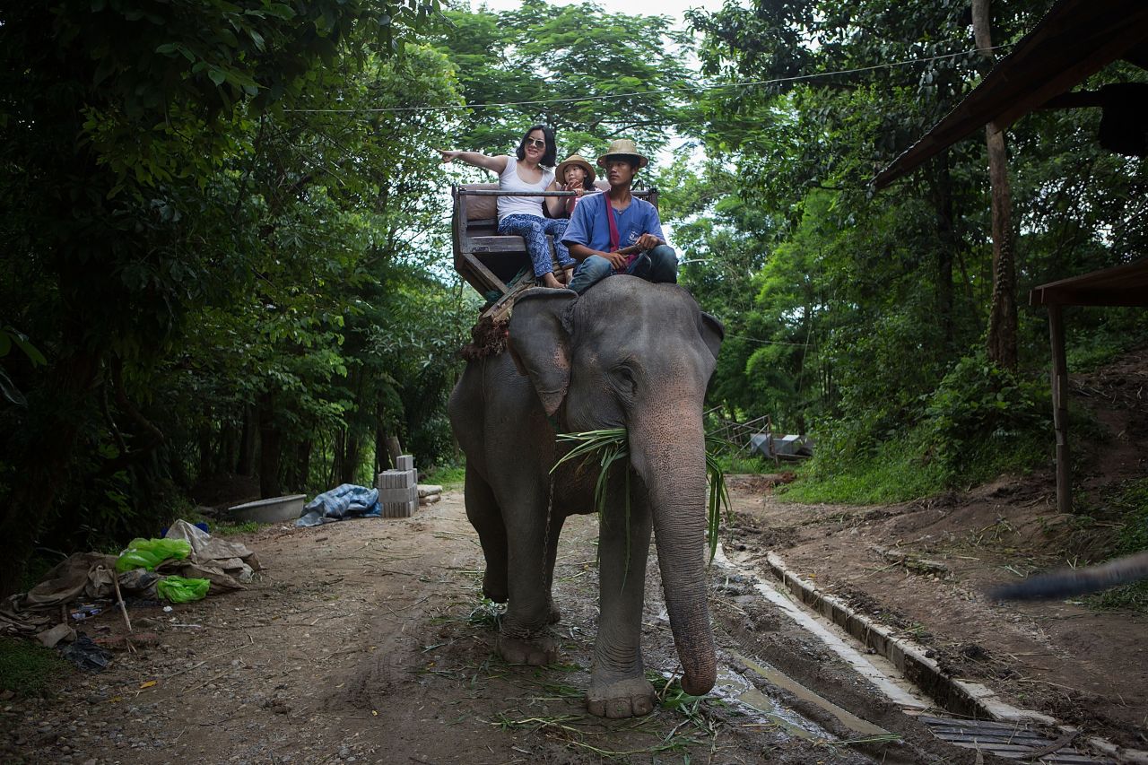 Elephant rides are some of the cruellest attractions out there, says an expert
