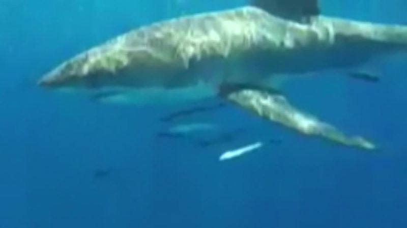 Great white shark tracking goes mobile | CNN