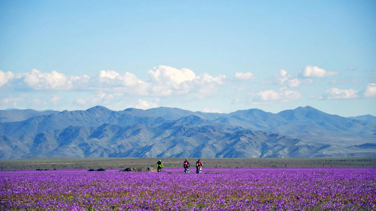 Purple plains: Rare rainfall brings an incredible floral display to the Atacama.