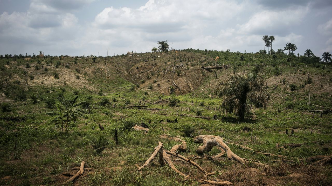 A picture taken on April 28, 2016 shows the intense deforestation for land clearing in order to produce palm oil in Lofa county in northern Liberia.