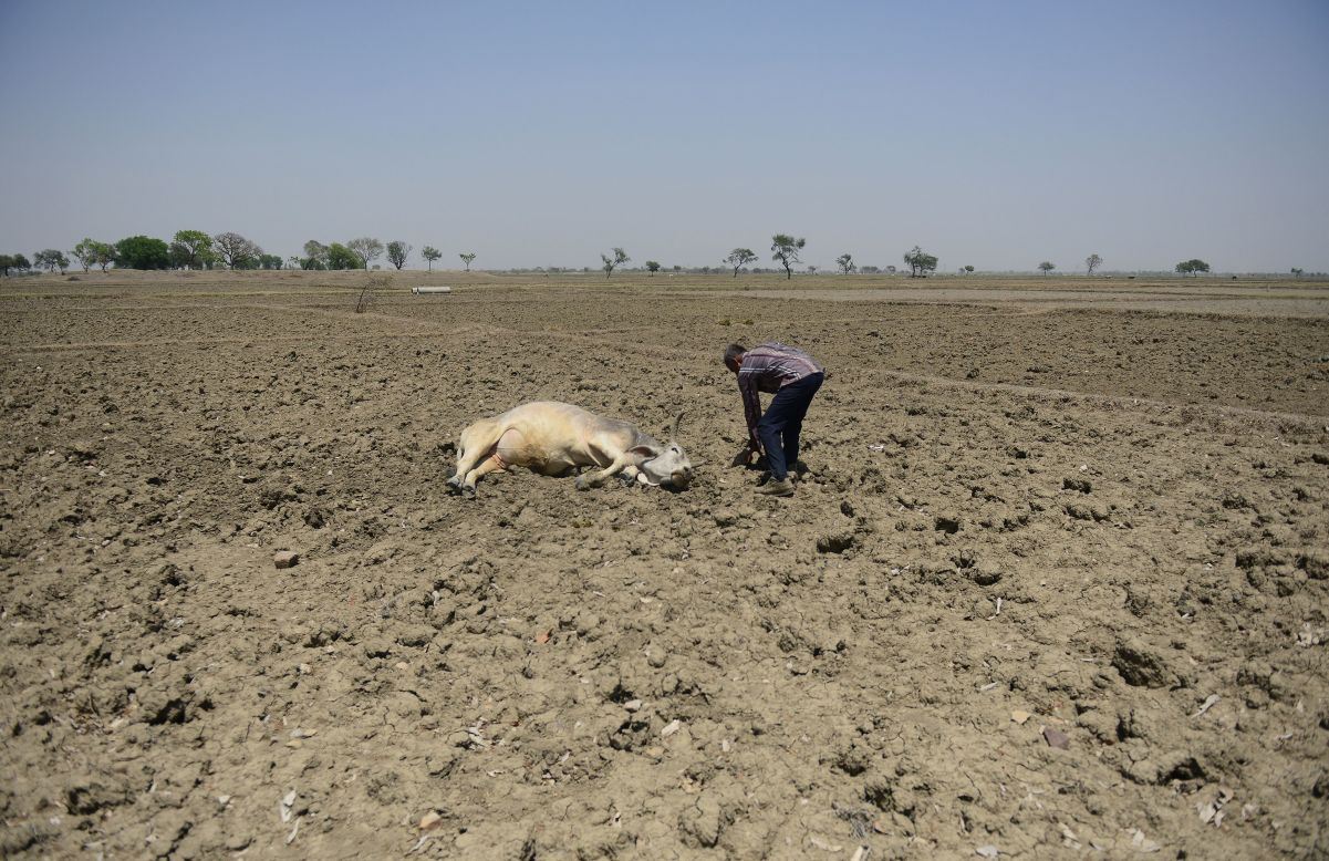 A farmer tries to revive his unconscious cattle in the Gondiya village on Thursday, April 21.