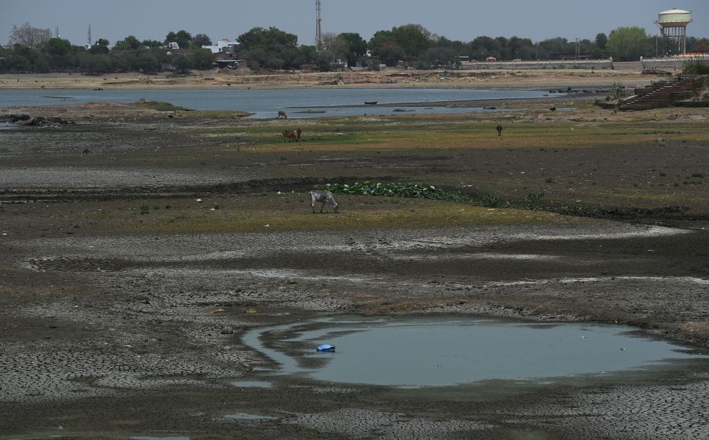 Cattle graze in a partially dried-up pond in central India on April 27. 