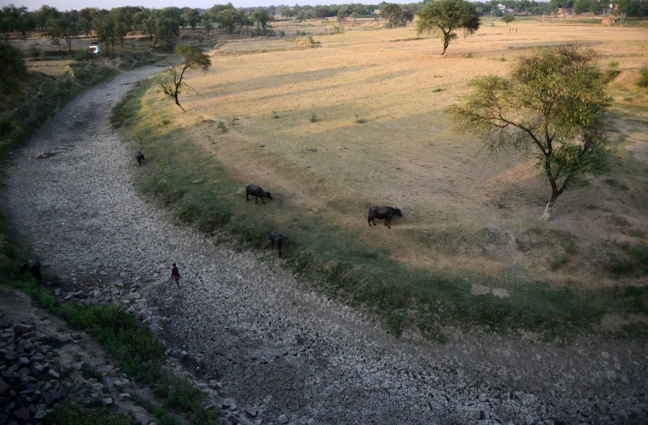 A villager walks with his cattle in the dried-up Mansaita River near Allahabad on Wednesday, May 4. 