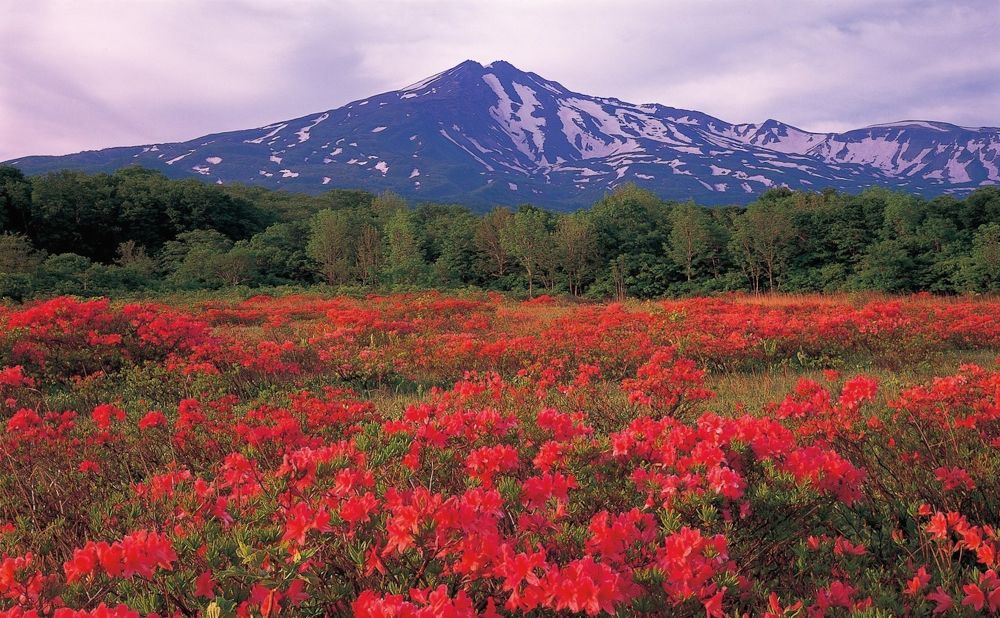 <strong>Mt. Chokai (Akita and Yamagata prefectures):</strong> Trails on the photogenic volcano, located between Akita and Yamagata prefectures, take hikers through marshes, teeming wildflowers and alpine lakes.