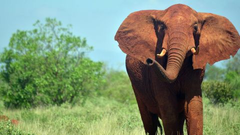 Should the United States allow imports of elephant body parts from Zimbabwe and Zambia? 