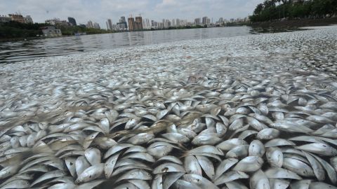 Dead fish blanketed parts of a Chinese lake on Wednesday. 