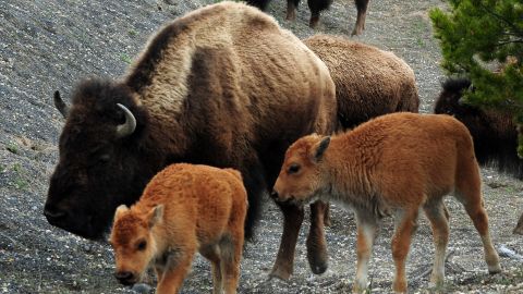 American Bison and their calves forage for food at Yellowstone National Park.