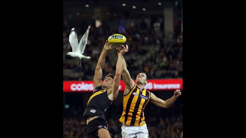 A bird flies by Shawn Hampson of the Richmond Tigers, left, and Hawthorn's Jonathon Ceglar during an Australian Football League match in Melbourne on Friday, May 6.