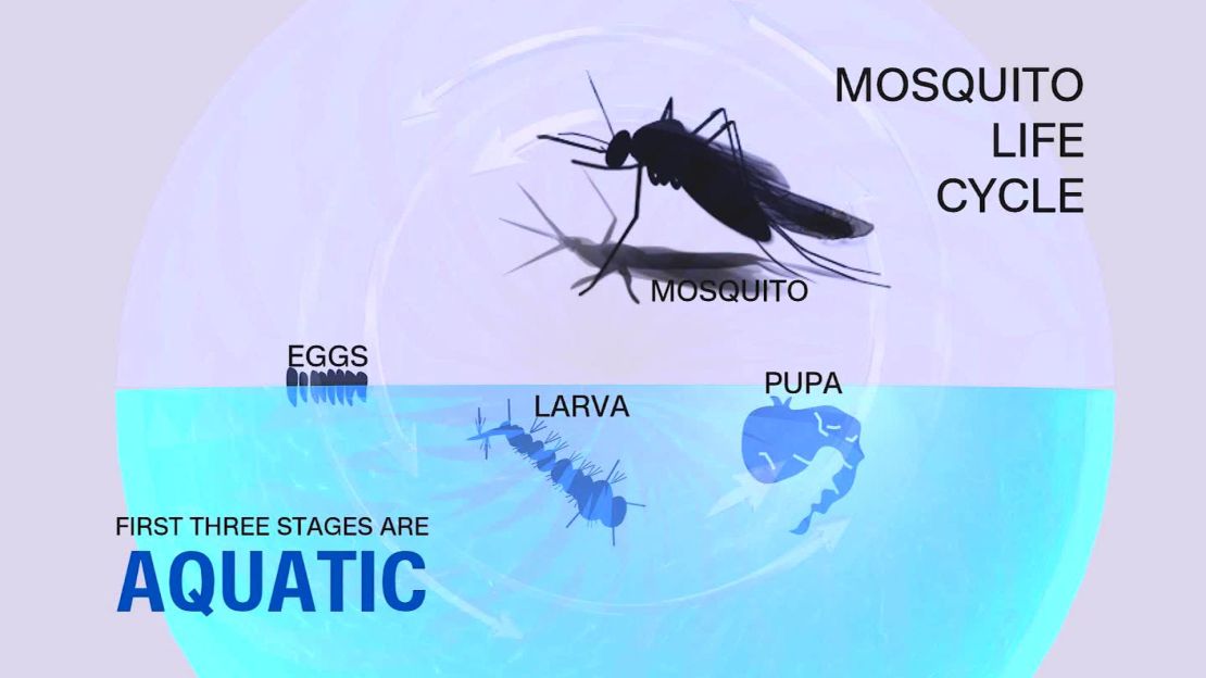 A mosquito needs standing water to complete its reproductive cycle.