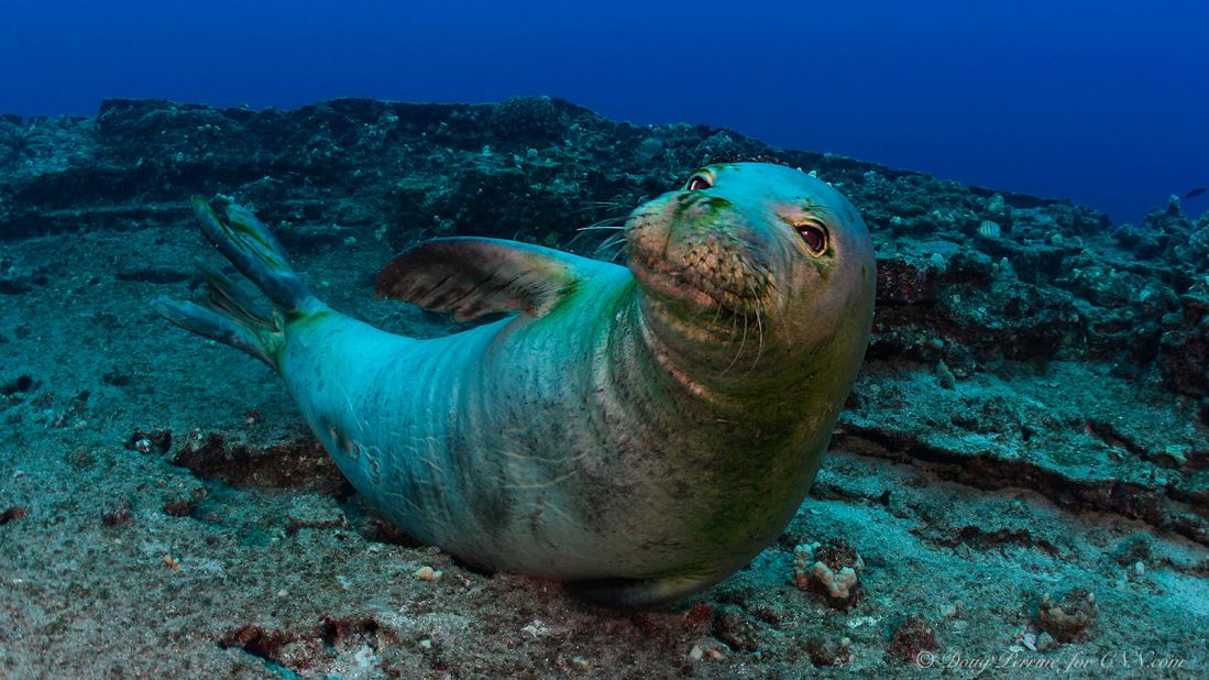 The Hawaiian monk seal, found only in Hawaii, is one of the most endangered marine mammals in the world. 