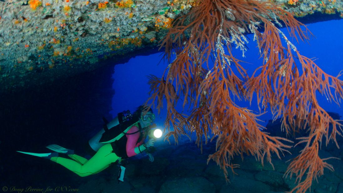 A diver examines black coral tree. Black coral is the official state gem of Hawaii. 
