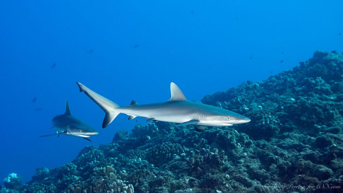 Juvenile gray reef sharks at The Keyhole dive site, Lehua Rock. With open ocean so close at hand, there's a good chance of seeing large sharks and rays.
