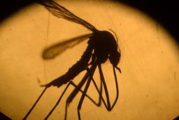An Aedes aegypti mosquito, which can carry the Zika virus.
