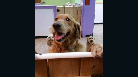 Meet Riley, a 5-year-old golden retriever, who LOVES daycare.