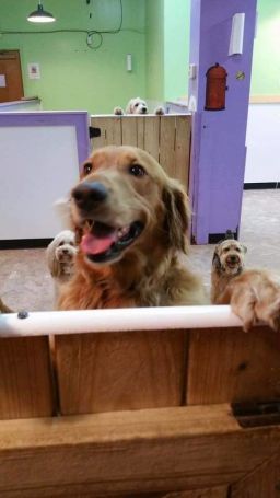 Meet Riley, a 5-year-old golden retriever, who LOVES daycare.