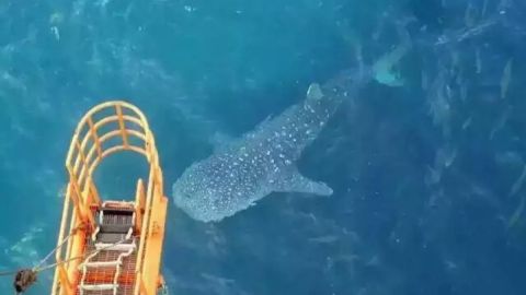 Whale shark spotted by oil-rig workers off the coast of Beihai. 