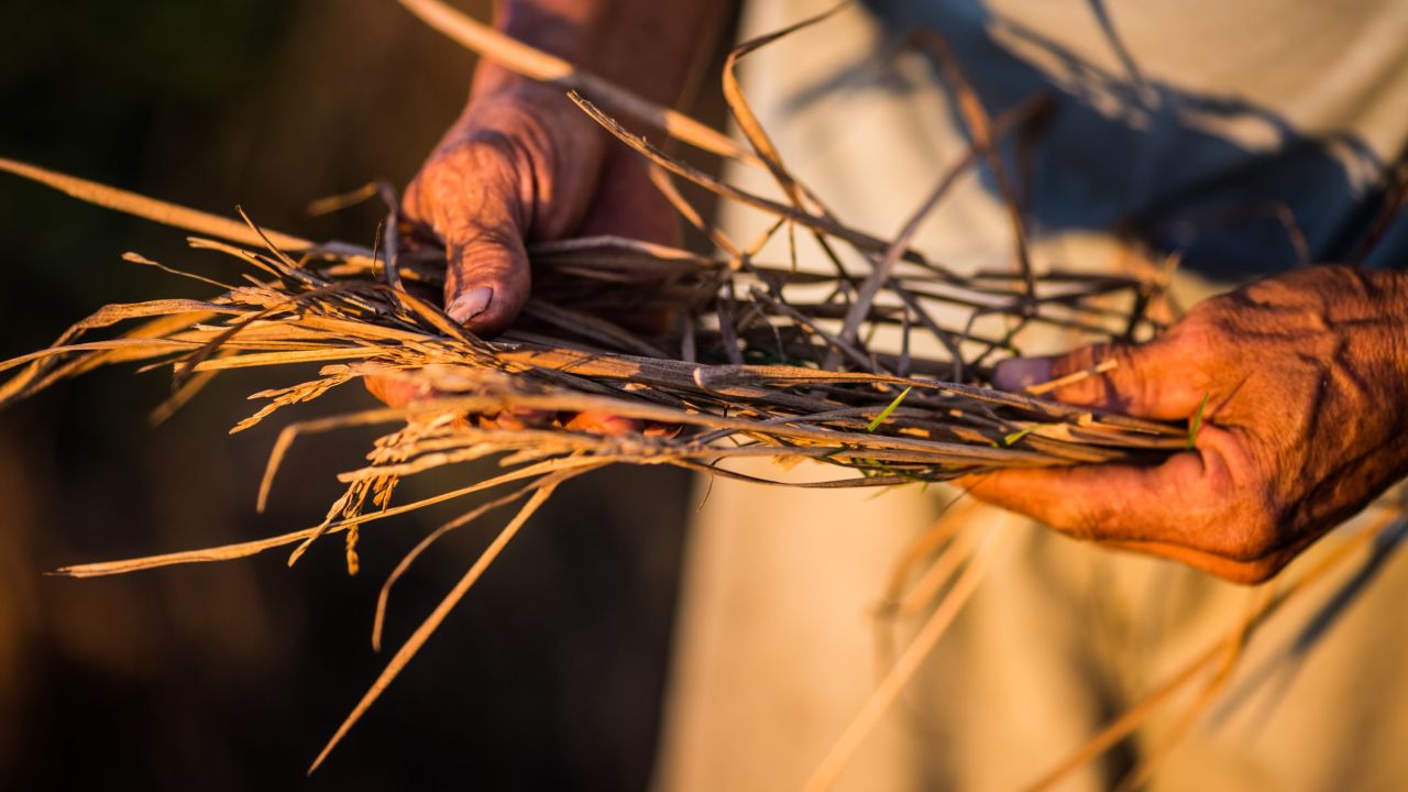 A farmer shows rice that has been spoiled by the drought on May 04, 2016 in Ben Tre Province, Vietnam.