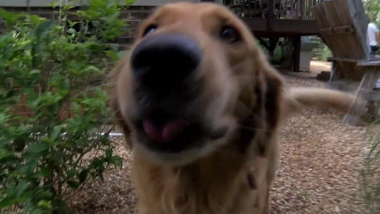 dog walks himself to doggy day care pkg_00000921.jpg