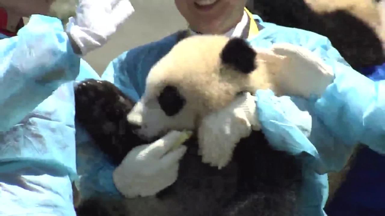 China Plans Massive Reserve For Giant Pandas Cnn China Plans Massive Reserve For Giant Pandas Cnn