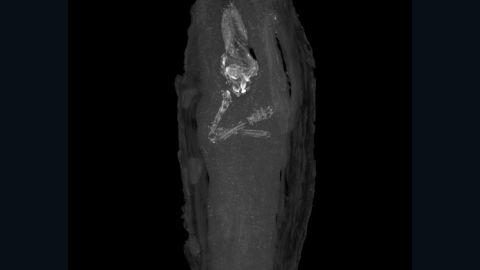 A micro CT scan revealed the first pictures of a tiny human body held within an Egyptian mummy 