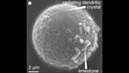 A closeup view of a micrometeorite extracted from limestone dating back 2.7 billion years ago from Western Australia. 