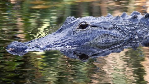 A Tennessee police department is warning residents to stop flushing drugs down their toilet and sinks out of fear they could create "meth gators." This alligator was photographed in Florida in 2016.