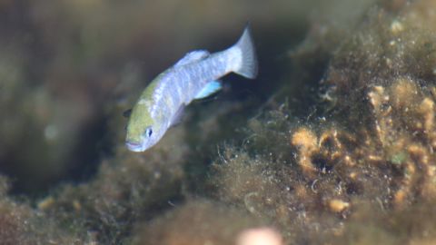 Pupfish death charges Death Valley National Park orig vstop dlewis_00000000.jpg