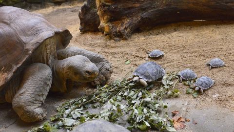 Nigrita, the proud mama pictured above with some of her babies, is 80 years old and weighs 220 lbs.